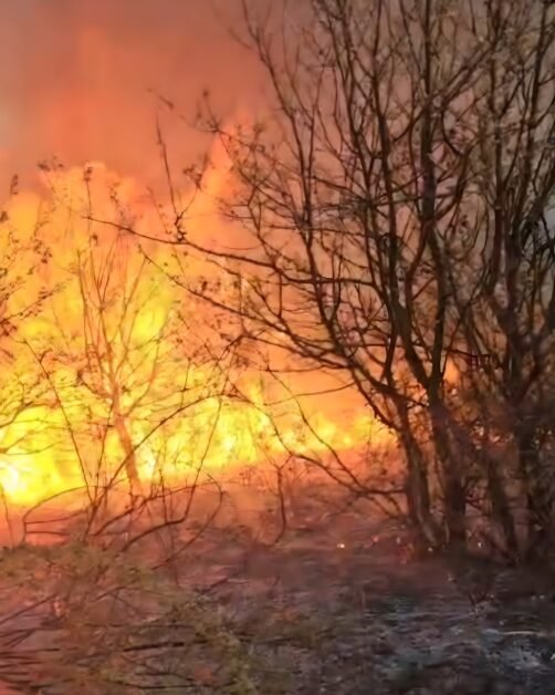 Incendiu în Belejeni, Bihor: 100 pomi și 60 stupi distruși de flăcări