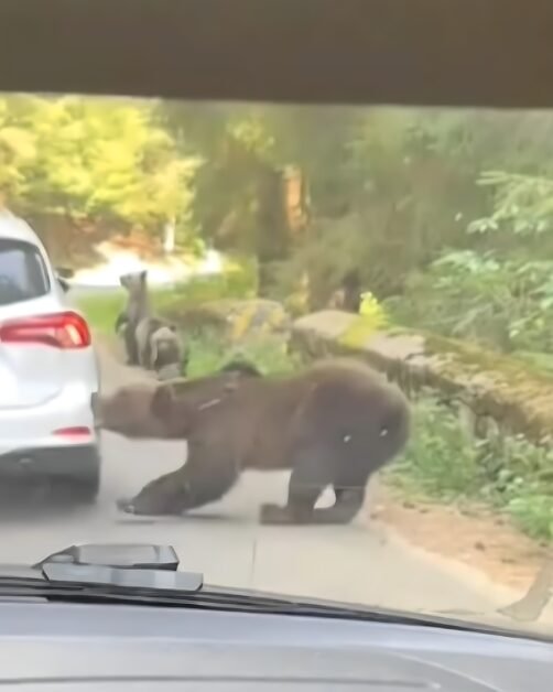 Urs pe Transfăgărășan a rupt bara unei mașini din Cluj
