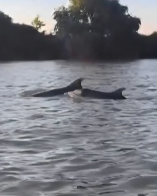Delfini în Delta Dunării. Trei specii filmată în ape dulci