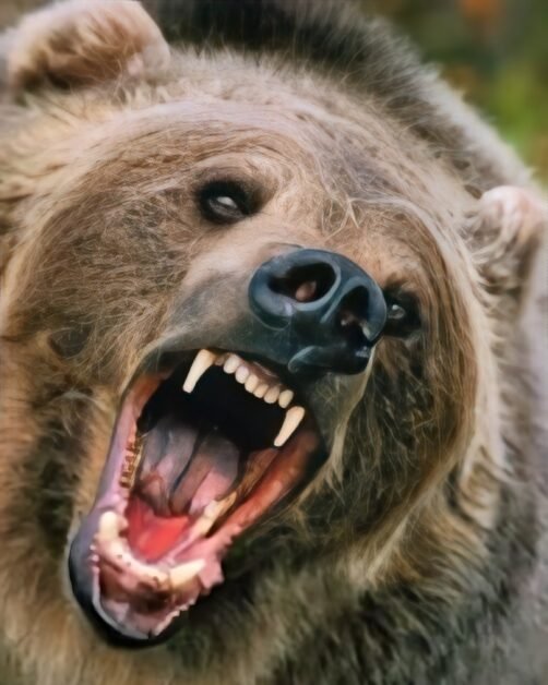 Snezhana Korolyova, ucisă de urs în Munții Altai. Se logodise cu o zi înainte
