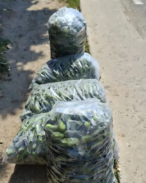 Legumicultor din Matca dă castraveți gratis. 30 de bani pe kilogram