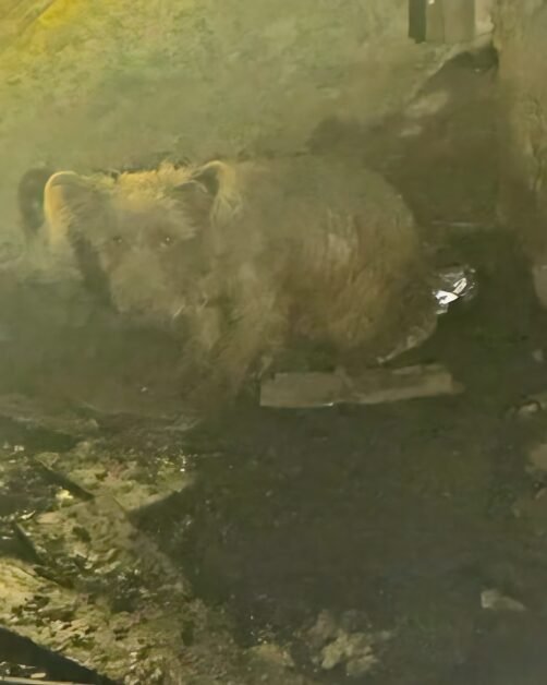 Urs în beci la Bobâlna, alertă Ro-Alert. Era un câine blocat