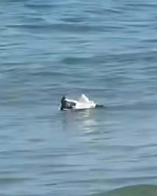 Dronă găsită pe plaja Neversea din Constanța. Ce știm