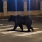 Urși pe străzile Maramureșului. De ce coboară din păduri din ce în ce mai des