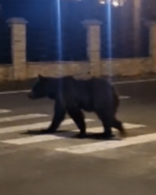 Urși pe străzile Maramureșului. De ce coboară din păduri din ce în ce mai des