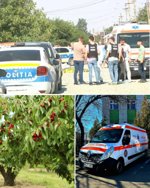 Bărbat de 57 de ani, mort în cireș la Motru. Prins între crengi