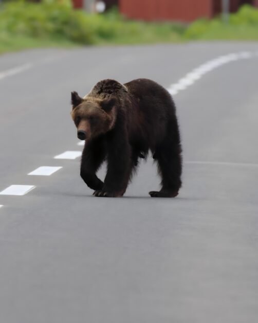 Doi urși văzuți pe străzi din Maramureș. RO-Alert emis