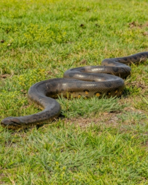 O anacondă de 2 metri pe Dunăre. Cum a ajuns acolo și ce risc există