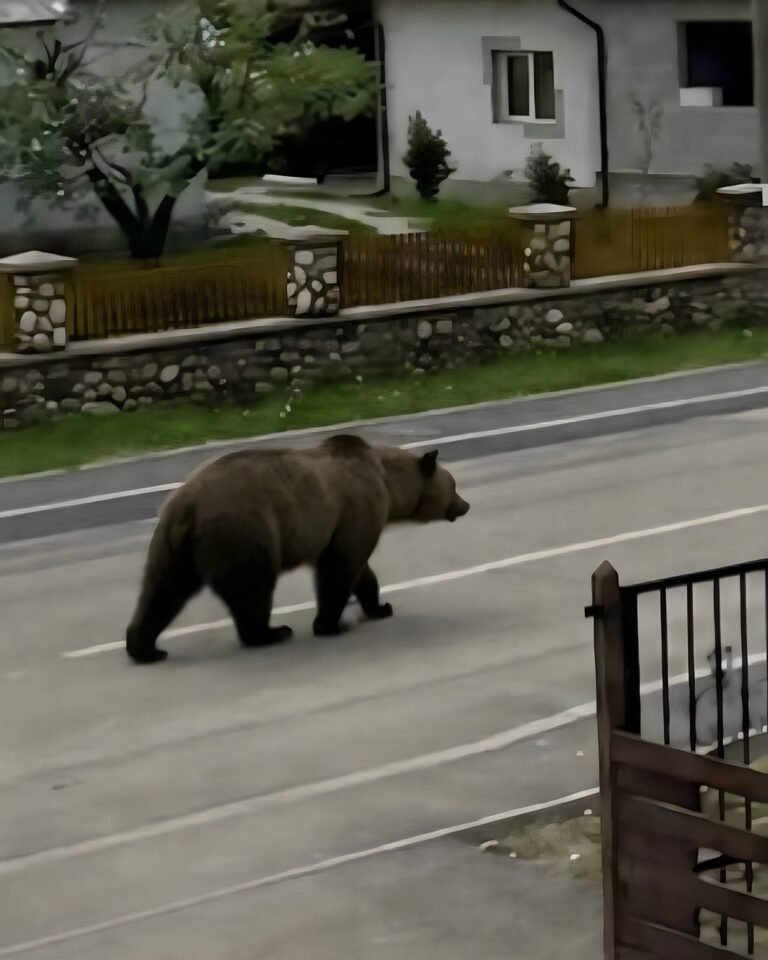 Urs pe străzile din Suceava și Maramureș: alertă la o problemă care se agravează
